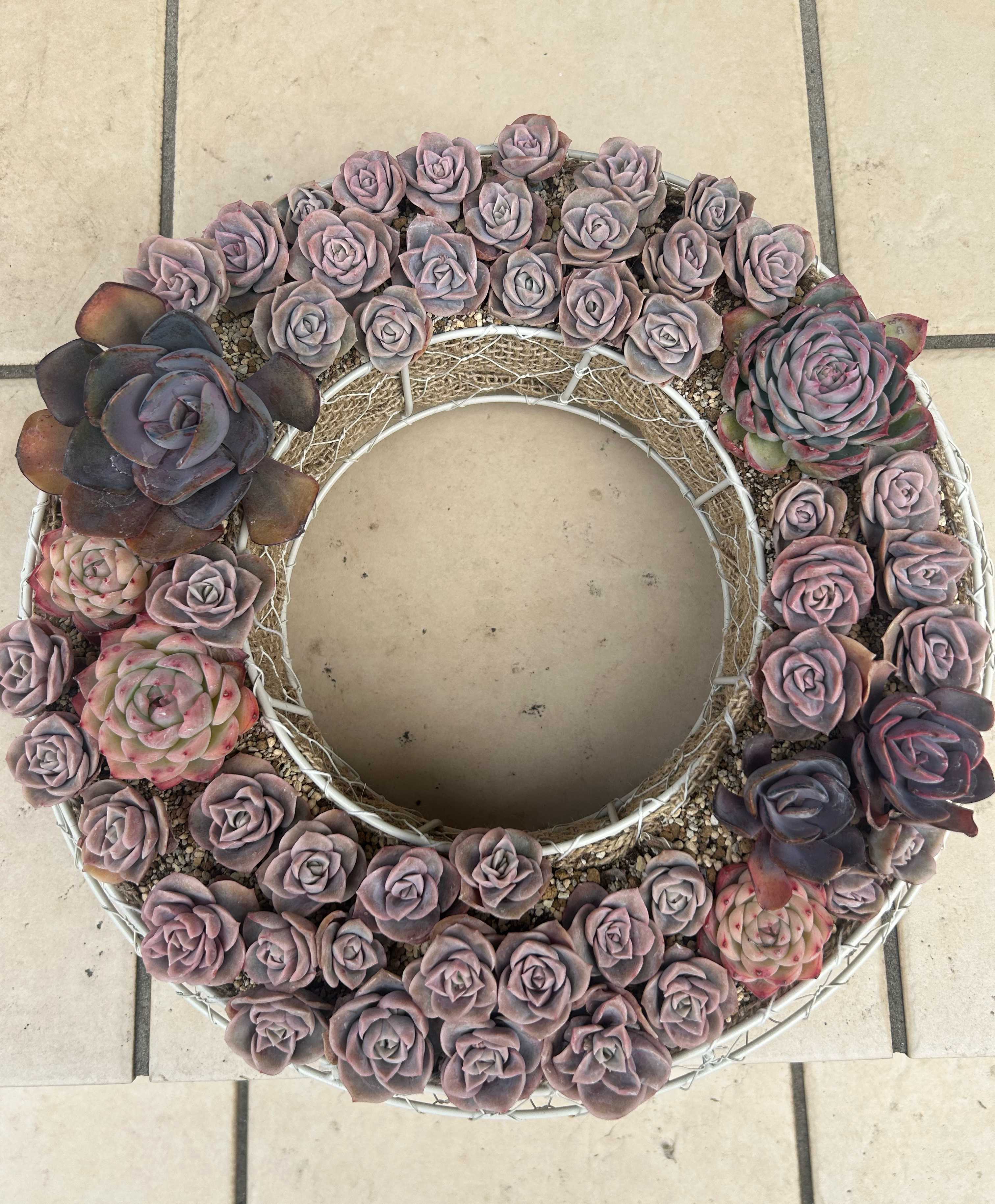 多肉植物の投稿画像 by アメジストセージさん｜ハーブとパリダムと