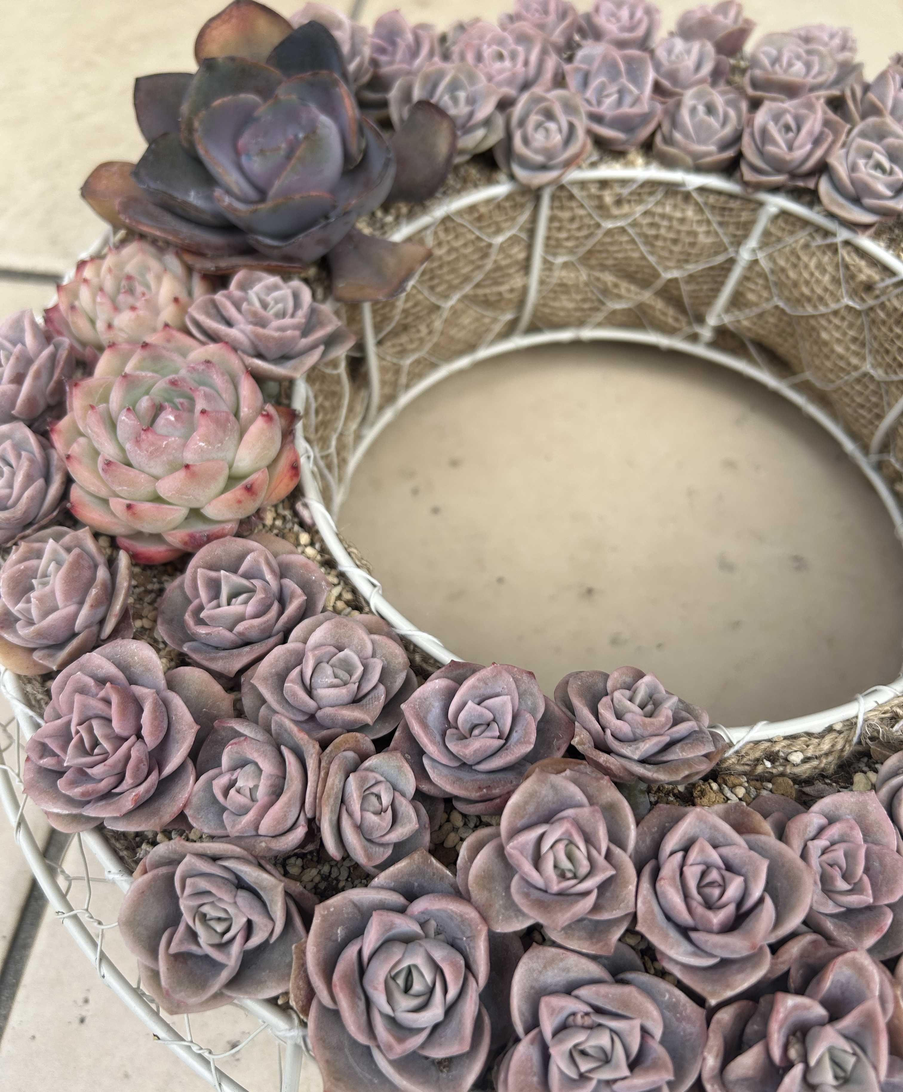 多肉植物の投稿画像 by アメジストセージさん｜ハーブとパリダムと