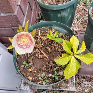 クリスマスローズ,開花,多年草,大好きな花の画像