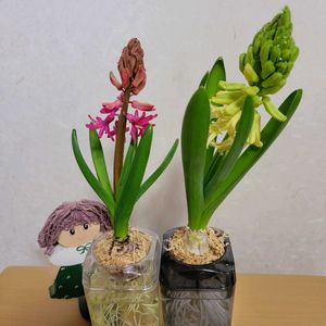 水栽培チューリップ,GSのみなさんに感謝♡,素敵な出会いに感謝,ヒヤシンス水栽培,GSの繋がりに感謝♡の画像