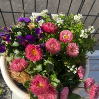 デージー,ブラキカム,デージーバンバンローズ,今日のお花,愛しの紫の画像