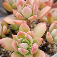 野ばらの精,シルバースター,リラシナ,紅稚児,マッコスの画像