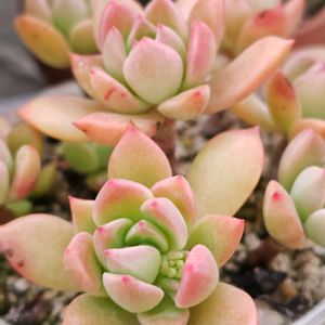 野ばらの精,シルバースター,リラシナ,紅稚児,マッコスの画像