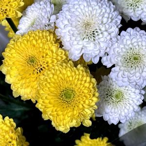 小菊,東北人花の会,和室の画像