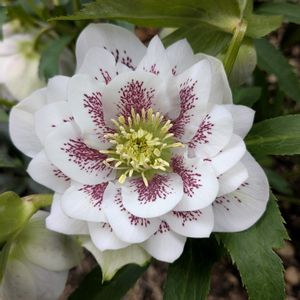 サクラソウ,八重クリスマスローズ,嬉しい❤️,寄せ植え大好き,大好き♥️の画像