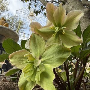 クリスマスローズ,ガーデニング,薔薇♪, クリスマスローズ,ばら バラ 薔薇の画像