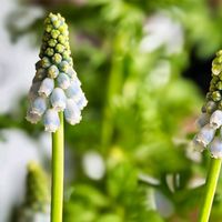 デージー,ムスカリ,福寿草,今日のお花の画像