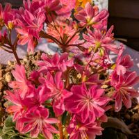 レウィシア,レウィシア,レウィシア,レウィシア,シレネ ピンクパンサーの画像