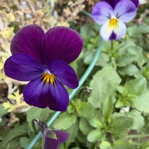 ビオラ,鉢植え,こぼれ種,可愛らしい,花のある暮らしの画像