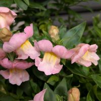 キンギョソウ,我が家の花達,庭の画像