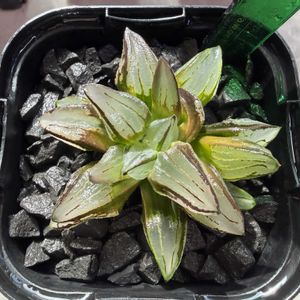 多肉植物,ハオルチア属,ハオルシア属     ,多肉中毒,ガチンコハオルチアクラブの画像