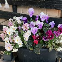 アリッサム,ビオラ,寄せ植え,玄関アプローチの画像