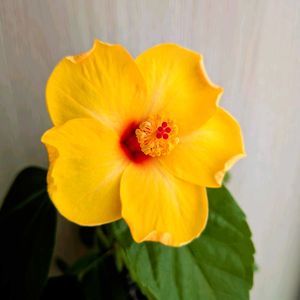 ハイビスカス サマーブリーズ,水挿し,冬越しチャレンジ,キッチンの画像