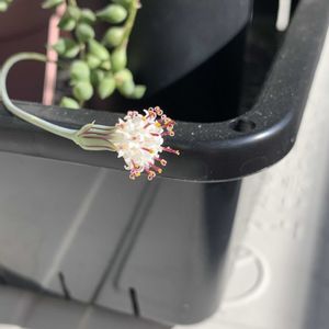 ピーチネックレス,ピーチネックレス,多肉植物,成長記録,みどりのある暮らしの画像