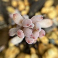 ブルービーン,紅葉する多肉,可愛い,多肉植物のある暮らし,くすみピンクの画像