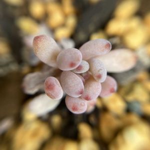 ブルービーン,紅葉する多肉,可愛い,多肉植物のある暮らし,くすみピンクの画像