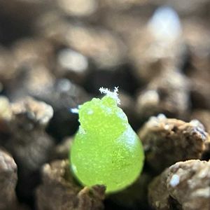 Strombocactus disciformis.,菊水実生,カクタス広瀬,玉ボケ倶楽部,窓辺の画像