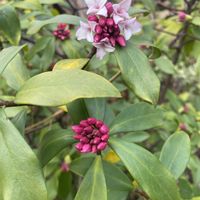 ジンチョウゲ,地植え,開花,ピンクの花,良い香りの画像