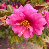 サザンカの画像