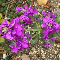 ストックの画像