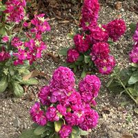 ストックの画像