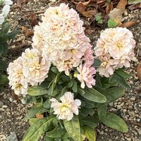 ストックの画像