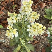 ストックの画像