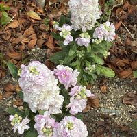 ストックの画像