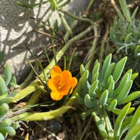 クロッカス,玄関アプローチの画像