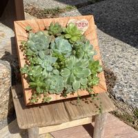 多肉植物,多肉寄せ植え,玄関アプローチの画像