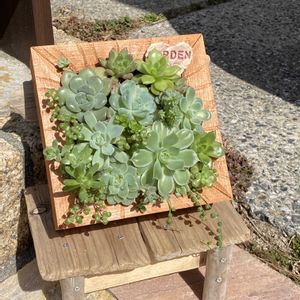 多肉植物,多肉寄せ植え,玄関アプローチの画像