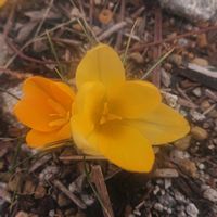 クロッカスの画像