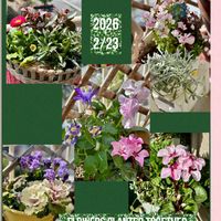 デュランタ,花の寄せ植え,ベランダの画像