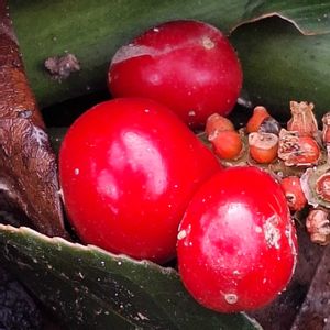 小さな庭の画像