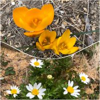 クロッカス,ノースポール,地植え,太陽大好き,植物大好きの画像