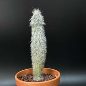 サボテン,多肉植物,観葉植物,塊根植物,コーデックスの画像