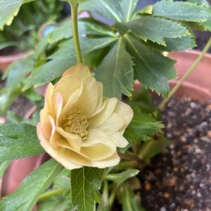 小さな庭の画像