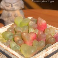 コノフィツム,コノフィツム マウガニー,多肉植物,プランター,コノフィツム属の画像