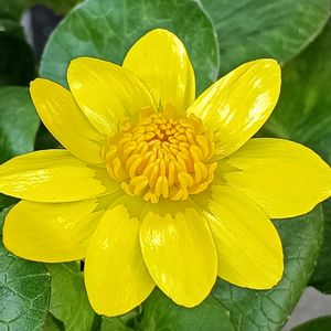 ヒメリュウキンカ,ヒメリュウキンカ,季節もの,季節の楽しみ♡,小さな庭の画像