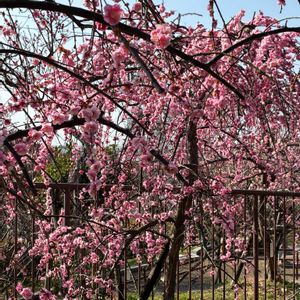 ご近所,花のある暮らし,猫大好き,お出かけ先の画像