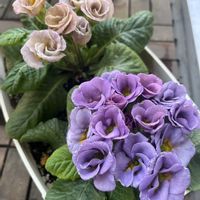 プリムラポリアンサコロネット,GSのみなさんに感謝♡,春みたい,ハクサンプリムラベラリーナピンクアイス,ベランダの画像