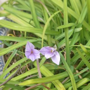 ハナニラ,ハナニラ(イフェイオン),花韮,花のある暮らし,花自慢の画像