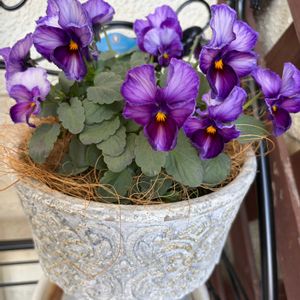 クリスマスローズ,ローブ・ドゥ・アントワネット,GSのみなさんに感謝♡,小さな幸せ♡,ヌーヴェル ヴァーグの画像