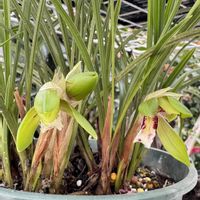 シュンラン,セダム属,エケベリア属,多肉大好き,多肉棚の画像