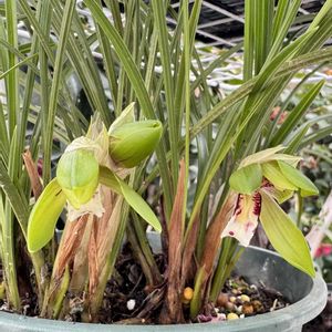 シュンラン,セダム属,エケベリア属,多肉大好き,多肉棚の画像