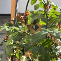 小さな庭の画像