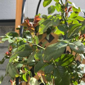 小さな庭の画像