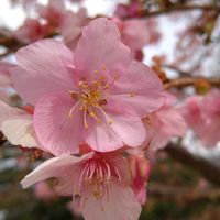 蝋梅,河津桜,サンシュユ(山茱萸),梅,梅の画像