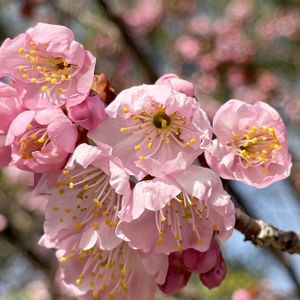 ツバキ,雪割桜,季節の花,花のある暮らし,スマホ撮影の画像