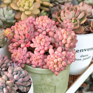 花火,多肉植物,多肉大好き,タニパト,多肉女子の画像